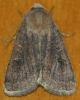 Xestia xanthographa